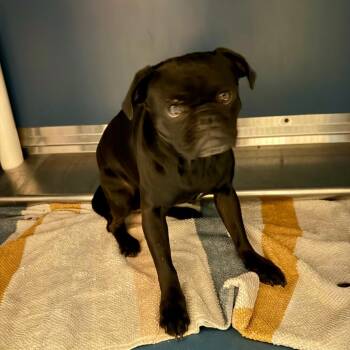 Skipper -  Pug Dog for Adoption in Yuma, Arizona - Skipper | PetCurious