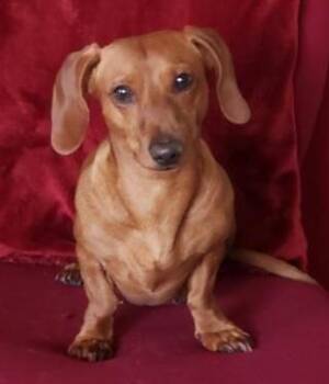 JOSHUA -  Dachshund Dog for Adoption in Georgetown, Kentucky - JOSHUA | PetCurious