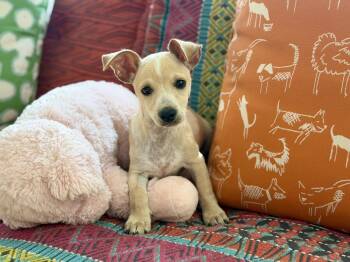 Uno -  Jack Russell Terrier and Chihuahua Dog for Adoption in San Antonio, Texas - Uno | PetCurious