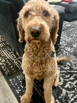 Goldendoodle Dogs Available for Adoption - Astro | PetCurious