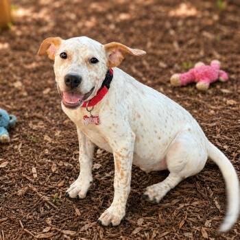 Dahlia -  Cattle Dog Dog for Adoption in Boerne, Texas - Dahlia | PetCurious