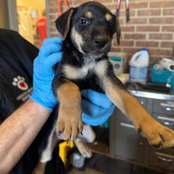 Shaggy -  Hound and Mixed Breed Dog for Adoption in Birmingham, Alabama - Shaggy | PetCurious