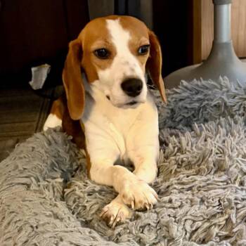 Dixie -  Beagle Dog for Adoption in Nowata, Oklahoma - Dixie | PetCurious