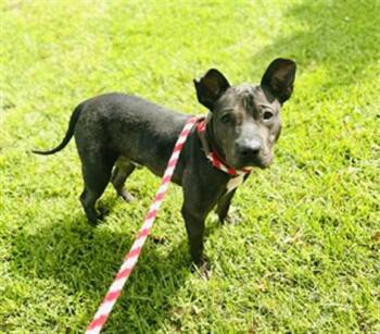 Rescue Mixed Breed Dogs for Adoption in Jacksonville, Florida - BUD | PetCurious