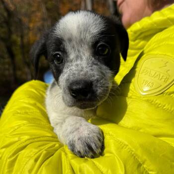 NY Long Eared Bat avail Oct 31 (Tractor Supply Patterson NY) -  Australian Cattle Dog Blue Heeler and Labrador Retriever Dog for Adoption in Eastford, Connecticut - NY Long Eared Bat Avail Oct 31 (Tractor Supply Patterson NY) | PetCurious