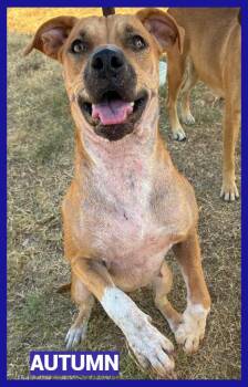Autumn -  Black Mouth Cur Dog for Adoption in Granbury, Texas - Autumn | PetCurious