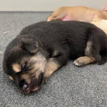 Mixed Breed Dogs Available for Adoption in Chapel Hill, North Carolina - Juliet | PetCurious