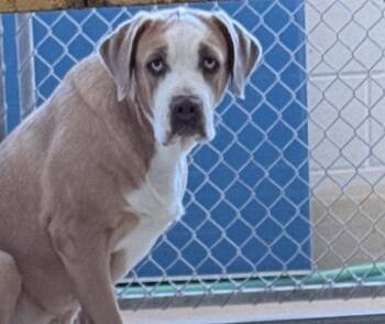 Phoebe -  Mastiff and Cane Corso Dog for Adoption in Napa, California - Phoebe | PetCurious