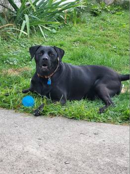 Rescue Labrador Retriever and Pit Bull Terrier Dogs for Adoption in Royal Oak, Michigan - Shadow | PetCurious