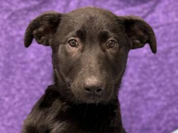 Rescue Shepherd Dogs for Adoption in Portland, Oregon - Cornbread Stuffing | PetCurious