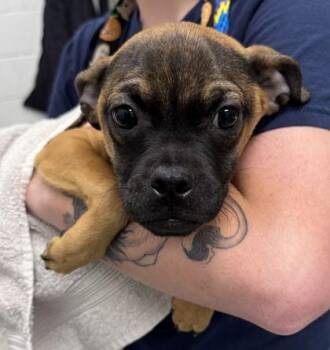 Knickknack -  Pug and Mixed Breed Dog for Adoption in Kansas City, Missouri - Knickknack | PetCurious