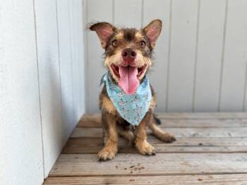 Roki Scruff and Shenanigans -  Cairn Terrier and Schnauzer Dog for Adoption in Friendswood, Texas - Roki Scruff And Shenanigans | PetCurious