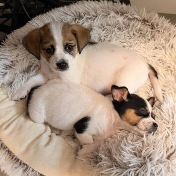 Chihuahua and Mixed Breed Dogs Available for Adoption in Freeport, Florida - Milly | PetCurious