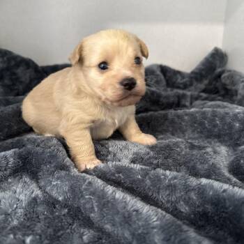 Terrier and Mixed Breed Dogs Available for Adoption - Daisy | PetCurious