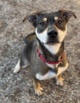 Rescue Mixed Breed Dogs for Adoption in Bemidji, Minnesota - Stella | PetCurious