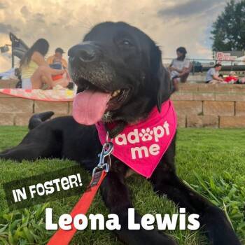 Rescue Labrador Retriever Dogs for Adoption in Louisville, Kentucky - LEONA LEWIS | PetCurious