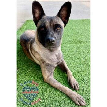 Sesame -  Shepherd Dog for Adoption in Inglewood, California - Sesame | PetCurious