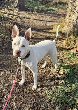 Pit Bull Terrier and German Shepherd Dog Dogs Available for Adoption in Williamsburg, Iowa - Zelle | PetCurious