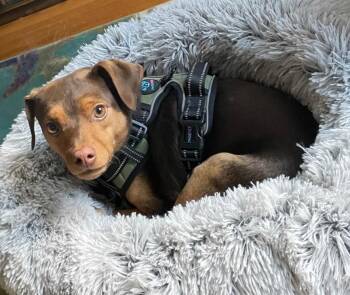 Bruiser -  Miniature Pinscher Dog for Adoption in West Milford, New Jersey - Bruiser | PetCurious