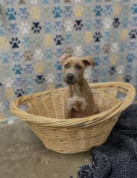 Labrador Retriever Dogs Available for Adoption in Rosenberg, Texas - FLOWER | PetCurious