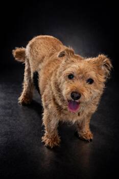 Terrier Dogs Available for Adoption in Wooster, Ohio - Ginger  | PetCurious