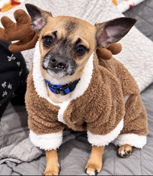Digit -  Chihuahua Dog for Adoption in Philadelphia, Pennsylvania - Digit | PetCurious