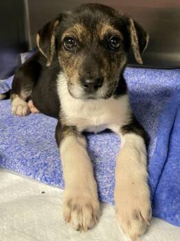 Cleo -  Mixed Breed Dog for Adoption in Polson, Montana - Cleo | PetCurious
