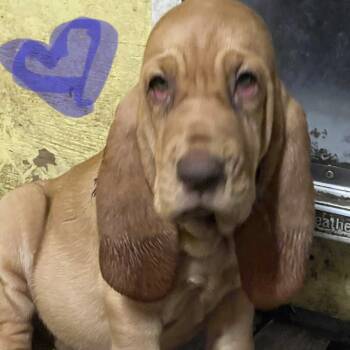 Purple -  Bloodhound Dog for Sale in Trenton, Georgia - Purple | PetCurious