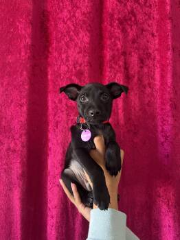 Doc -  Xoloitzcuintli Mexican Hairless and Pit Bull Terrier Dog for Adoption in West Hollywood, California - Doc | PetCurious
