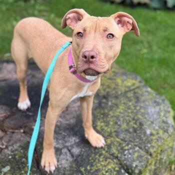 Agnes -  Mixed Breed Dog for Adoption in Oshkosh, Wisconsin - Agnes | PetCurious