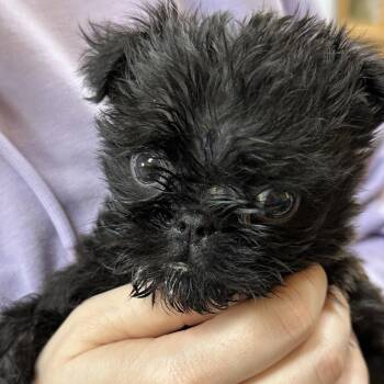 Brussels Griffon Dogs Available for Adoption in Dallas, Texas - Comet | PetCurious