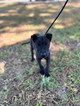 Chihuahua and Mixed Breed Dogs Available for Adoption in Aiken, South Carolina - Clyde | PetCurious