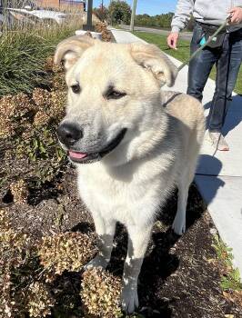 RUGER- Needs a forever home -  Great Pyrenees and Shepherd Dog for Adoption in Birmingham, Michigan - RUGER- Needs A Forever Home | PetCurious