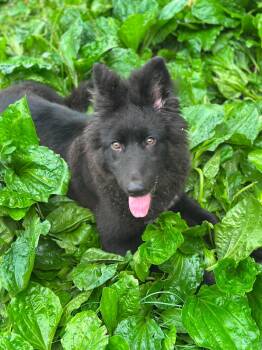 Dakota Rose -  Belgian Shepherd Sheepdog and German Shepherd Dog Dog for Adoption - Dakota Rose | PetCurious