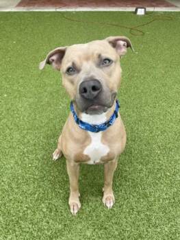 DEENO -  American Staffordshire Terrier Dog for Adoption in Derwood, Maryland - DEENO | PetCurious