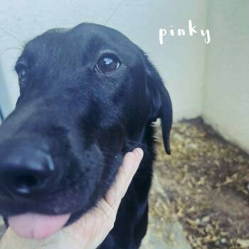 Rescue Mixed Breed Dogs for Adoption in Phoenix, Arizona - Pinky | PetCurious