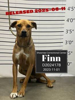 Rescue Border Collie Dogs for Adoption in Murphysboro, Illinois - Finn | PetCurious