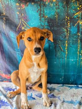 Millie -  Labrador Retriever and Catahoula Leopard Dog Dog for Adoption in Tylertown, Mississippi - Millie | PetCurious
