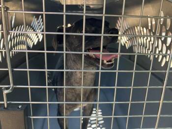 ZIRA -  Mixed Breed Dog for Adoption in Dallas, Texas - ZIRA | PetCurious