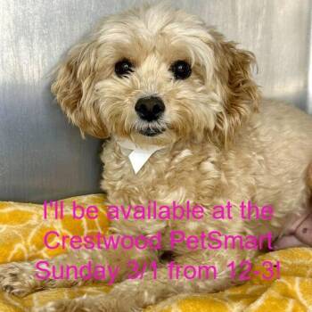 Poodle Dogs Available for Adoption - Socks | PetCurious