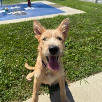 Heidi -  Shepherd Dog for Adoption in Branford, Connecticut - Heidi | PetCurious