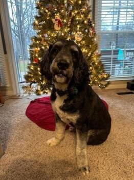 Moose -  Bernese Mountain Dog and Poodle Dog for Adoption in Mocksville, North Carolina - Moose | PetCurious
