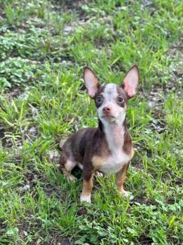 Casey -  Chihuahua Dog for Adoption in Canyon Lake, Texas - Casey | PetCurious