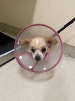 A198356 -  Chihuahua Dog for Adoption in Fremont, California - A198356 | PetCurious