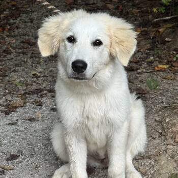 Clover -  Great Pyrenees Dog for Adoption in Meherrin, Virginia - Clover | PetCurious