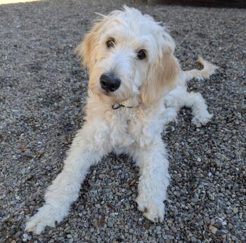 Rescue Golden Retriever and Standard Poodle Dogs for Adoption in Palo Alto, California - Creme Brulee | PetCurious
