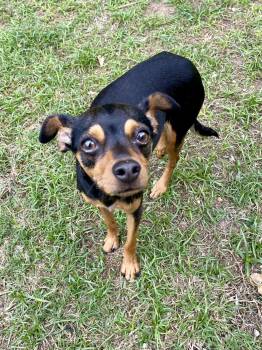 Sasha -  Miniature Pinscher Dog for Adoption in Houston, Texas - Sasha | PetCurious