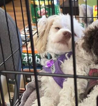 Rescue Miniature Poodle and Shih Poo Dogs for Adoption in Leduc, Alberta - Jenny Jones | PetCurious