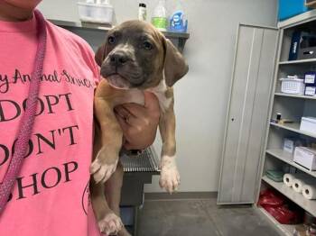 Labrador Retriever and Mixed Breed Dogs Available for Adoption - ASH | PetCurious