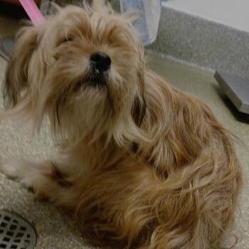 Coco -  Shih Tzu Dog for Adoption in San Gabriel, California - Coco | PetCurious